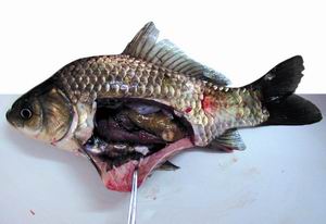 微囊藻毒素對魚類的影響