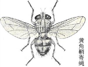 黃角鞘寄蠅 黃角鞘寄蠅