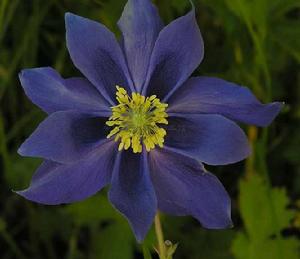 大花耬斗菜 大花耬斗菜