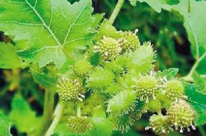 蒼耳[菊科蒼耳屬植物]