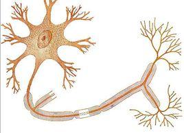 神經纖維 神經纖維