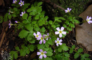 車前葉報春 車前葉報春