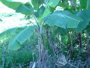 王地自然村特色產業-芭蕉