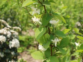 下江忍冬（原變種）