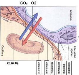 肺表面活性物質 肺表面活性物質