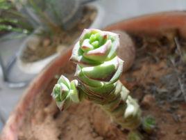 星乙女-錢串 星乙女-錢串