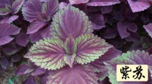 紫蘇香溫茶 紫蘇香溫茶