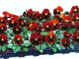 帝王三色堇 帝王三色堇