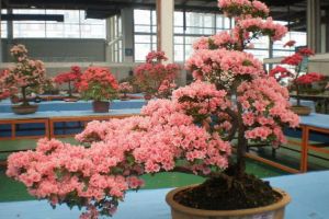 迎紅杜鵑亞屬 迎紅杜鵑亞屬