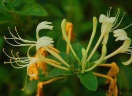 巨鹿金銀花 巨鹿金銀花