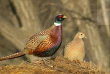 野雞[學名phasianidae雉科]