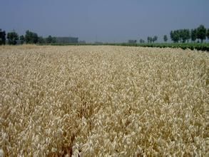 白城燕麥 白城燕麥