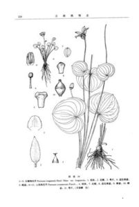 長瓣梅花草 長瓣梅花草