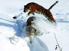 神鵰山野生動物園