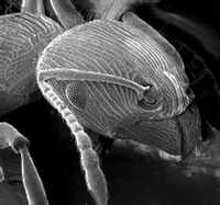 螞蟻的顯微照片