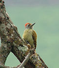 斑胸啄木鳥 斑胸啄木鳥