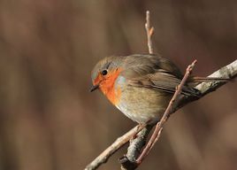 歐亞鴝克里米亞亞種