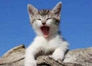 《貓叫聲》 《貓叫聲》