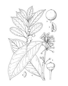 長柄冬青 長柄冬青