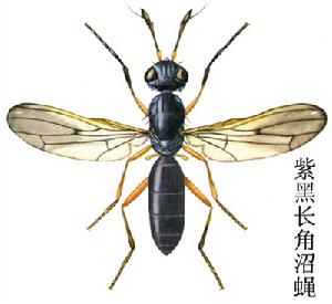 紫黑長角沼蠅 紫黑長角沼蠅