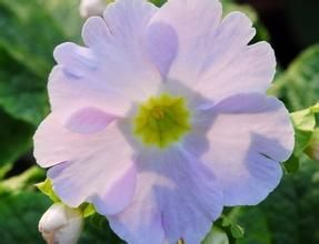 毛萼鄂報春 毛萼鄂報春