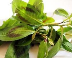 越南香菜 越南香菜