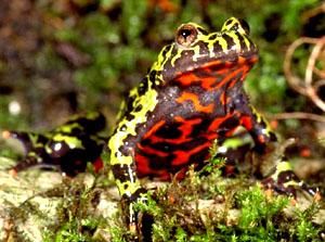 朝鮮鈴蛙 朝鮮鈴蛙