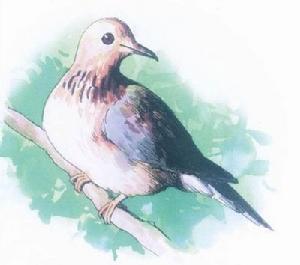 小笠原鴿子 小笠原鴿子
