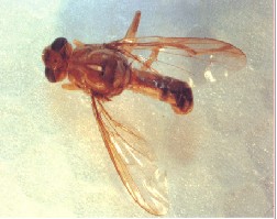 （圖）蜜柑大實蠅