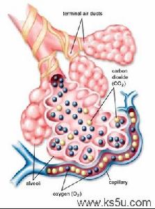 （圖）肺泡內的氣體交換