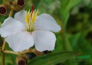 金盞錦香草 金盞錦香草