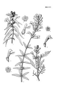 柳葉馬先蒿 柳葉馬先蒿