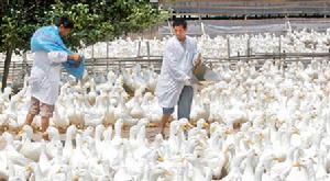 （圖）集約化動物農場