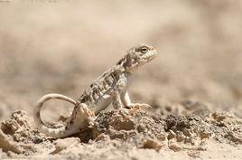 草原沙蜥 草原沙蜥