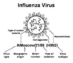 儲存宿主 儲存宿主