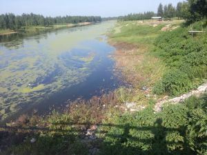 老鹽河——泊頭千里屯段