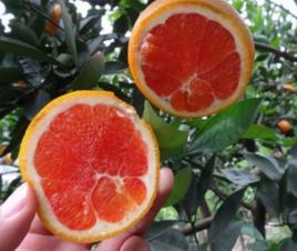 紅肉臍橙 紅肉臍橙