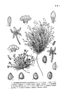 團花滇紫草 團花滇紫草