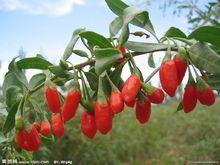 青海枸杞形態圖