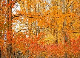 大豐銀杏湖公園 大豐銀杏湖公園