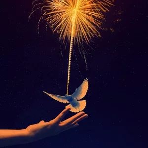 海龜之歌 海龜之歌