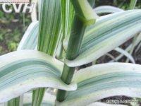 變葉蘆竹 變葉蘆竹