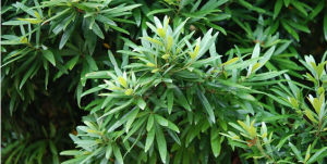 竹葉木姜子 竹葉木姜子