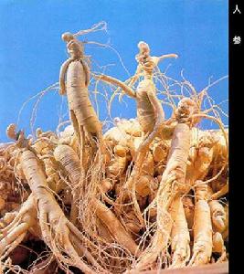 《傅青主女科》