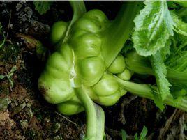 莖用芥菜 莖用芥菜