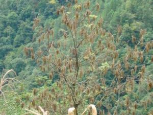 珠利當村 珠利當村