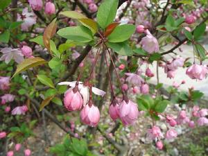 曲枝杜鵑 曲枝杜鵑