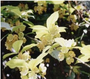 毛果橙舌狗舌草 毛果橙舌狗舌草