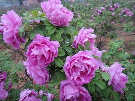 四季玫瑰 四季玫瑰