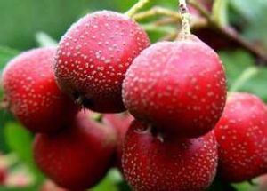 萊西山揸 萊西山揸